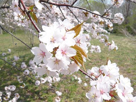 桜３-s.jpg